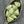 Czech Glass Beads - Drop Beads - Teardrop Beads - 12pcs - 13x12mm - (1158)