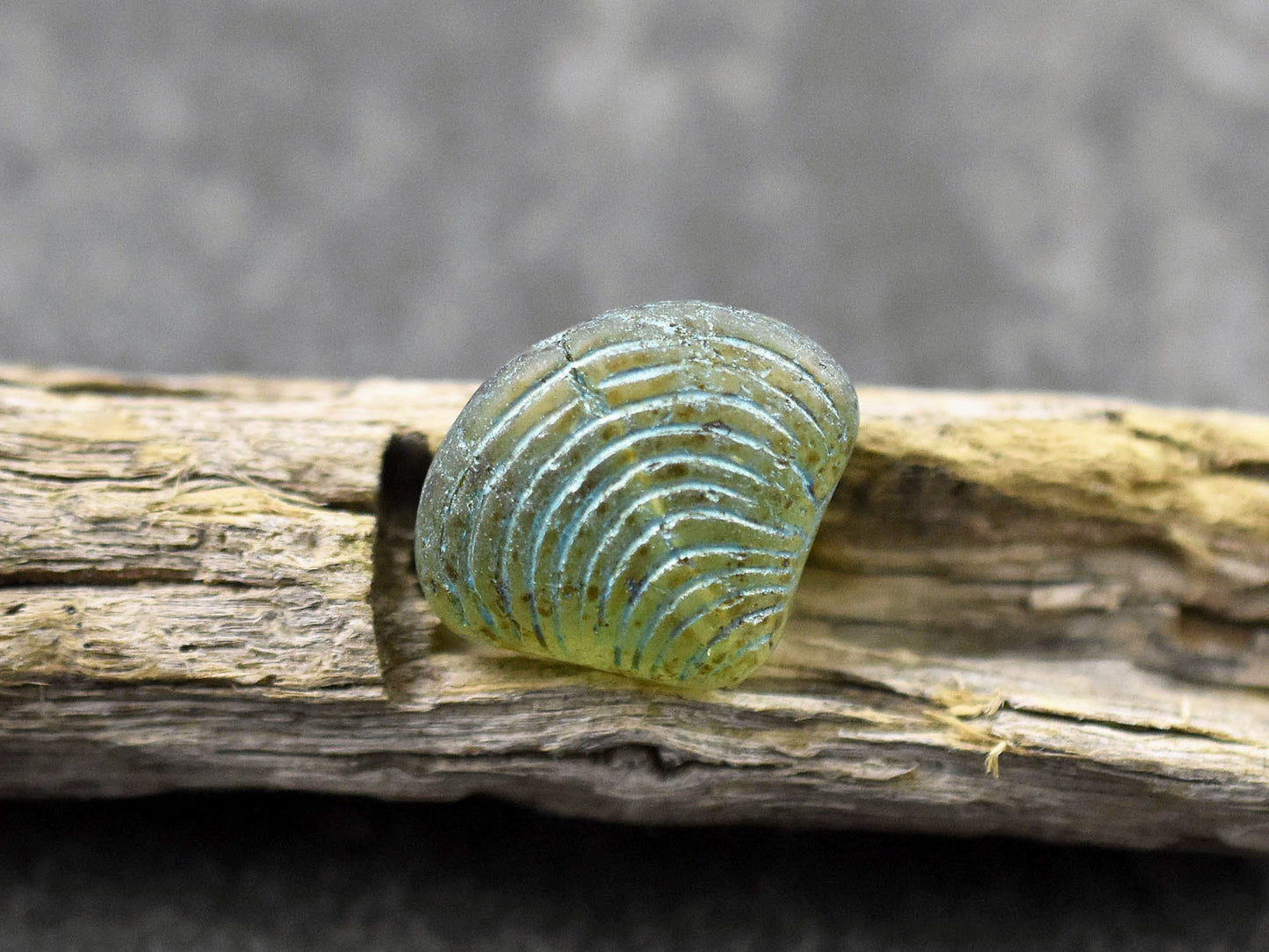 Picasso Beads - Czech Glass Beads - Sea Shell Beads - Scallop Shell Beads - 15x18mm - 8pcs - (A601)