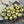 10g Lemon Nebula 2/0 Matubo Beads