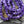 Czech Glass Beads - Melon Beads - Fluted Beads - Round Beads - Purple Beads - 6mm Beads - 6mm Melon Beads - 25pcs - (1511)