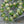 Czech Glass Beads - Cathedral Beads - Turbine Beads - Fire Polish Beads - 11x10mm - 6pcs (2138)