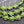 Turtle Beads - Gemstone Beads - Howlite Beads - Sea Creature Beads - 18x14x8mm - 15 inch Strand (B208)
