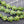 Turtle Beads - Gemstone Beads - Howlite Beads - Sea Creature Beads - 18x14x8mm - 15 inch Strand (B208)