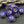 Czech Glass Beads - Flower Beads - Hawaiian Flower Beads - 16pcs - 9mm - (491)