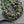 Czech Glass Beads - Picasso Beads - Saturn Beads - Saucer Beads - Emerald Green - 10x8mm - 15pcs - (1732)