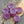 Flower Beads - Czech Glass Beads - Hibiscus Beads - Hawaiian Flower Beads - 12pcs - 12mm - (262)