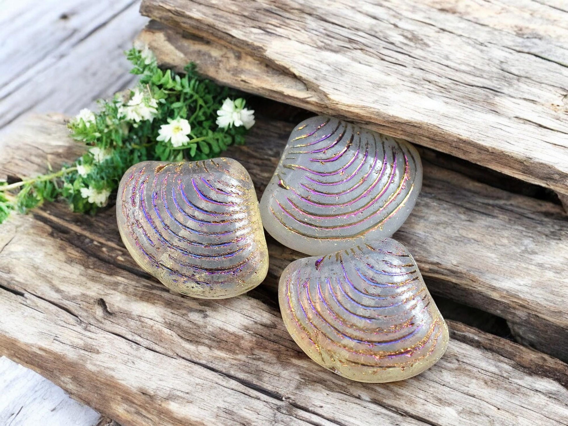 *8* 15x18mm Milky Crystal Sliperit Sea Shell Beads