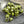 20g 3 Cut Gaspeite Green Rembrandt 2/0 Matubo Beads