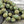 *15* 12mm Sage Green Picasso Round Melon Beads