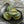 *15* 12mm Sage Green Picasso Round Melon Beads