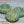 Czech Glass Beads - Circle of Life Beads - Spiral Beads - Patina Beads - Picasso Beads - 16mm - 2pcs - (6166)