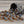 Load image into Gallery viewer, 8/0 Seed Beads - 6/0 Seed Beads - Miyuki 4505 - Smokey Topaz - Picasso Beads - Size 8 Seed Beads - Size 6 Seed Beads - 15 grams
