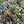 Load image into Gallery viewer, Mixed Seed Beads - Size 6 Beads - Size 6/0 - Seed Bead Mix - Lavender Garden Mix - 15 grams (752)
