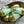 Picasso Beads - Czech Glass Beads - Drop Beads - Teardrop Beads - Faceted Beads - 8x15mm - 4pcs - (5398)