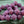 Czech Glass Beads - Bicone Beads - Etched Beads - Purple Beads - 11mm - 10pcs (2823)