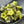Czech Beads - Bell Flower - Flower Beads - Picasso Beads - Small Flower Beads - Czech Glass Beads - 5x6mm - 30pcs - (4346)