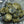 Czech Glass Beads - Picasso Beads - Flower Beads - Hawaiian Flower Beads - Etched Beads - 12mm - 6pcs - (6059)