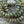 Czech Glass Beads - Rondelle Beads - Czech Rondelles - Fire Polished Beads - 6x8mm -  25pcs (A481)