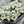 Bell Flower - Flower Beads - Czech Glass Beads - Picasso Beads - Czech Flower Beads - Small Flower Beads - 5x6mm - 30pcs - (308)