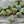 Load image into Gallery viewer, Picasso Beads - Czech Glass Beads - Large Czech Beads - Nugget Beads - Triangle Beads - Chunky Beads - 14mm - 4pcs - (B295)
