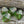 Picasso Beads -  Czech Glass Beads - Bicone Beads - Chunky Beads - Large Beads - Emerald Green - Czech Beads - 2pcs - 15mm - (5651)