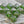Picasso Beads -  Czech Glass Beads - Bicone Beads - Chunky Beads - Large Beads - Emerald Green - Czech Beads - 2pcs - 15mm - (5651)