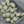 Czech Glass Beads - Etched Beads - Flower Beads - Cactus Flower - 9mm - 15pcs - (A666)