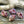 Conch Shell Beads - Czech Glass Beads -  Sea Shell Beads - Picasso Beads - 15x12 - 6pcs (2378)
