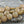 Picasso Beads - Czech Glass Beads - Ishstar Beads - Coin Beads - Goddess Beads - Lentil Beads - 13mm - 6pcs (530)