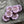 Czech Glass Beads - Hawaiian Flower Beads - Czech Glass Flowers - Pink Flower Beads - Hibiscus Flower - 12mm - 6pcs (1932)