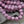 Czech Glass Beads - Pink Beads - English Cut Beads - 8mm Beads - Round Beads - Antique Cut Beads - 20pcs (4301)