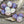 Czech Glass Beads - Dahlia Beads - Pink Flower Beads - Dahlia Flower - 14mm - 6pcs (1310)