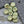 Flower Beads - Czech Glass Beads - Hawaiian Flower Beads - Floral Beads - 16pcs - 9mm - (5997)