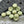 Load image into Gallery viewer, Flower Beads - Czech Glass Beads - Hawaiian Flower Beads - Floral Beads - 16pcs - 9mm - (5997)
