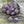 Melon Beads - Czech Glass Beads - Round Beads - Bohemian Beads - Amethyst Luster - Choose from 10mm or 12mm