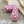 Czech Glass Beads - Czech Drop Beads - Mermaid Beads - Pink Beads - Large Glass Beads - 25x12mm - 2pcs - (909)