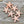 *20* 14x13mm Rose Gold Starfish Beads