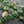 Czech Glass Beads - Coin Beads - Picasso Beads - Lentil Beads - 14mm - 8pcs (791)