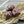 Czech Glass Beads -  Conch Shell Beads - Sea Shell Beads - Picasso Beads - 15x12 - 8pcs (A119)