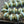 Picasso Beads - Czech Glass Beads - Saturn Beads - Chunky Beads - Large Glass Beads - 10x12mm - 12pcs - (3614)