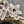 Top Hole Leaf Beads - Czech Glass Beads - Leaf Beads - Czech Leaves - Top Drilled Leaf - Top Hole - 16x12mm - 15pcs - (1595)