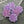Czech Glass Beads - Flower Beads - Focal Beads - Czech Glass Flowers - Daisy Beads - 18mm Flower - 6pcs - (5493)