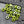 Czech Glass Beads - Large Hole Beads - Roller Rondelle - Rondelle Beads - 3mm Hole Beads - Fire Polished Beads - 6x9mm - 25pcs (586)