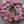 Czech Glass Beads - Pink Flower Beads - Coin Beads - Aster Flower - 12mm - 15pcs (5306)