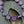 Purple Beads - Czech Glass Beads - Flower Beads - Coin Beads - Aster Flower - 12mm - 15pcs (2223)