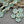 Picasso Beads - Flower Beads - Czech Glass Beads - Wildflower Beads - Czech Glass Flowers - 14mm - 9pcs - (2543)