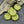 Flower Beads - Sunflower Beads - Czech Glass Beads - Picasso Beads - Coin Beads - 13mm - 12pcs (3937)