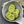 Flower Beads - Sunflower Beads - Czech Glass Beads - Picasso Beads - Coin Beads - 13mm - 12pcs (3937)