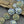Flower Beads -Czech Glass Beads - Picasso Beads - Coin Beads - Rose Beads - 17mm - 6pcs (4622)
